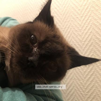 Photo 1/1 Cassis Chat perdu à Noyal chatilon sur seiche