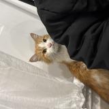 Photo de chat trouvé à Choisy Le Roi