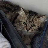 Photo de chat perdu à Brest