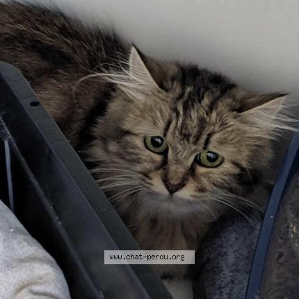 Photo 1/1 Wampa Chat perdu à Brest