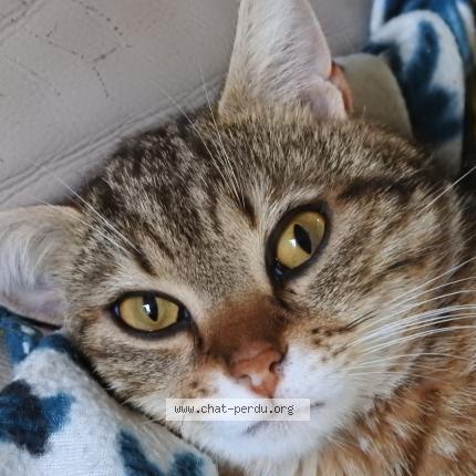 Photo 1/1 Mimichachat Chat perdu à Vaux en beaujolais