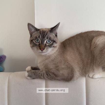 Photo 1/1 Martin Chat perdu à La bassee