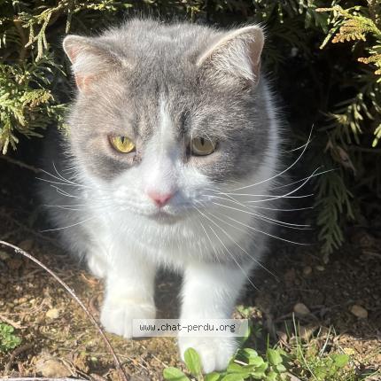 Photo de chat perdu à Routelle