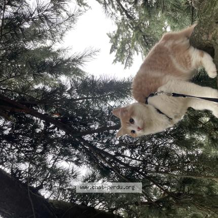 Photo 1/1 Luna Chat perdu à Champlan