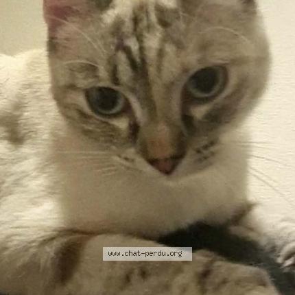 Photo de chat perdu à La Chapelle Sur Erdre