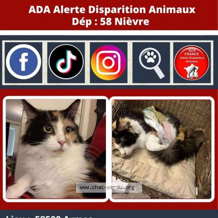 Photo 1/1 Bella Chat perdu à Armes