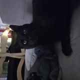 Photo de chat perdu à Le Luc