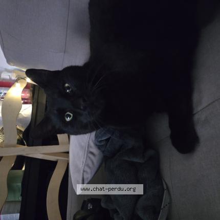 Photo 1/1 Doudou Chat perdu à Le luc