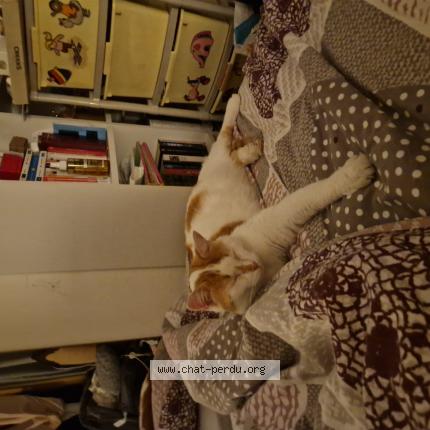 Photo 1/1 Chat retrouvé Perdu à Lorette