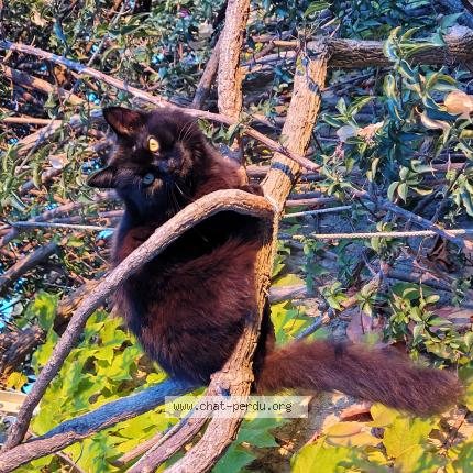 Photo 1/1 Shirley Chat perdu à Carqueiranne