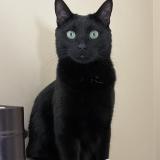 Photo de chat perdu à Quebec