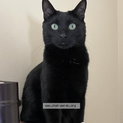 Photo 1/1 Jiji Chat perdu à Quebec