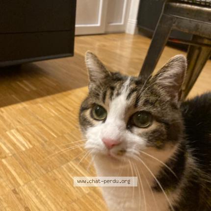 Photo de chat perdu à Strasbourg