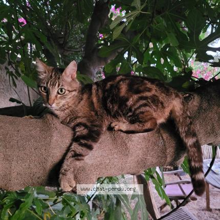 Photo 1/1 Rom&eacute;o Chat perdu à Carqueiranne