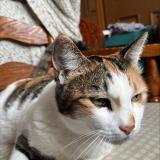 Photo de chat perdu à Carmarthen Sa31 3eh