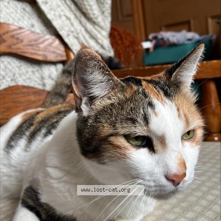 Photo 1/1 India Chat perdu à Carmarthen sa31 3eh