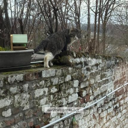 Photo 1/1 Chat trouvé Trouvé à Chenee