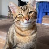 Photo de chat perdu à Challans