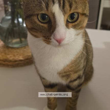 Photo 1/1 Tanjiro Chat perdu à Villemomble