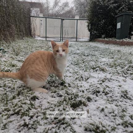 Photo 1/1 Chat retrouvé Perdu à Ezy sur eure