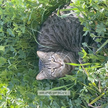 Photo 1/1 Yuka Chat perdu à Nages et solorgues