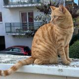 Photo de chat perdu à Rennes