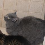 Photo de chat perdu à Laon