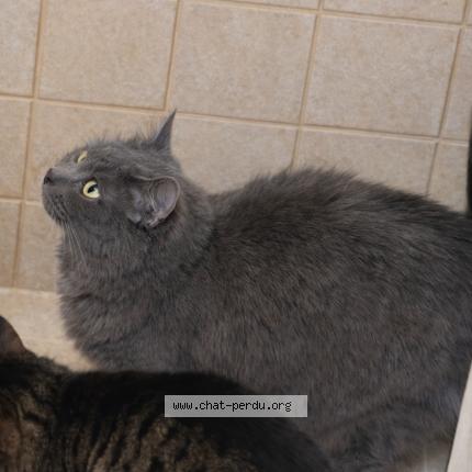 Photo 1/1 Nala Chat perdu à Laon