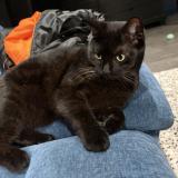 Photo de chat perdu à Rouen