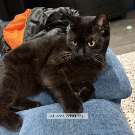 Photo 1/1 Milou Chat perdu à Rouen