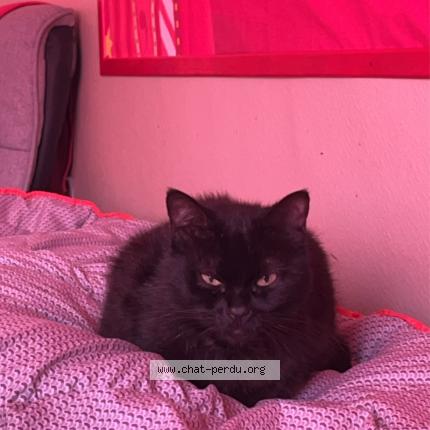 Photo 1/1 Clochette Chat perdu à Montigny sur chiers