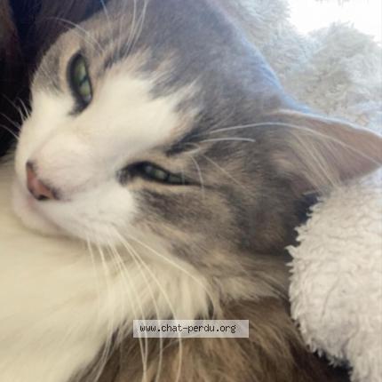 Photo 1/1 Chat retrouvé Perdu à Andrezieux boutheon