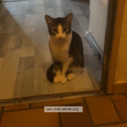 Photo 1/1 Alpi Chat perdu à Froeschwiller