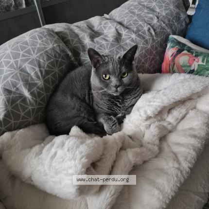 Photo 1/1 Chat retrouvé Perdu à Asnieres Sur Seine