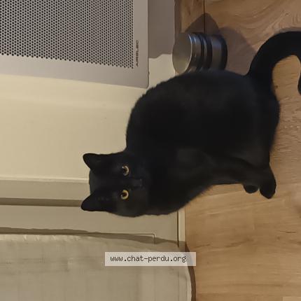 Photo 1/1 MOON Chat perdu à Reze