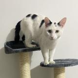 Photo de chat perdu à Besancon