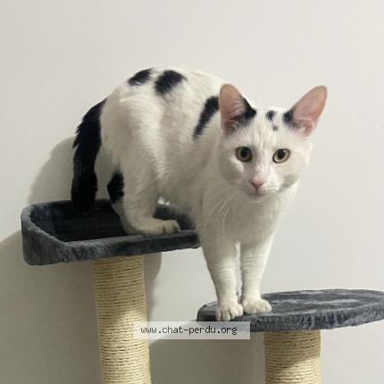 Photo 1/1 Boby Chat perdu à Besancon