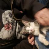 Photo de chat perdu à 29 Palms