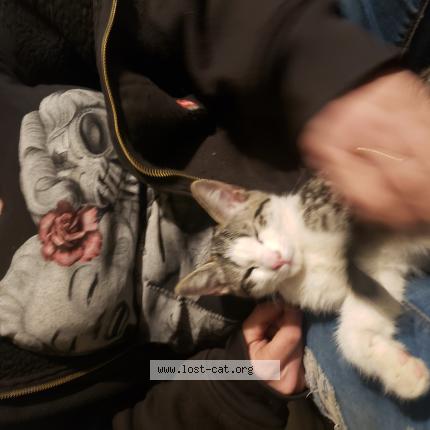 Photo 1/1 Shyann Chat perdu à 29 palms