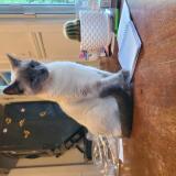 Photo de chat perdu à St Jerome