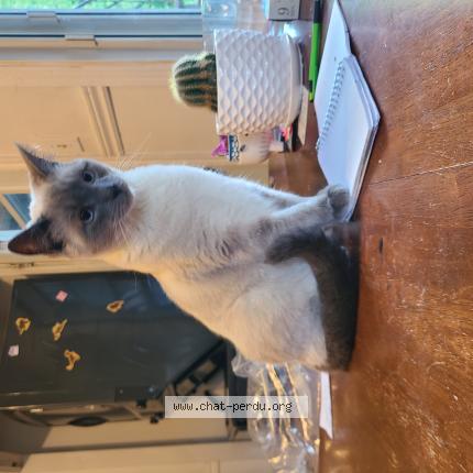 Photo 1/1 leonard Chat perdu à St jerome