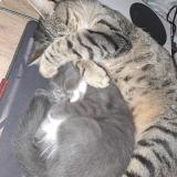 Photo de chat perdu à Monclar