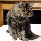 Photo de chat perdu à Amiens