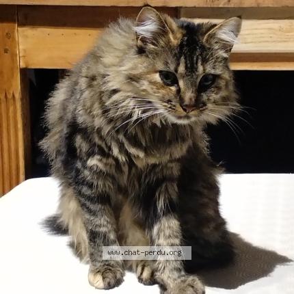 Photo 1/1 VICKY Chat perdu à Amiens