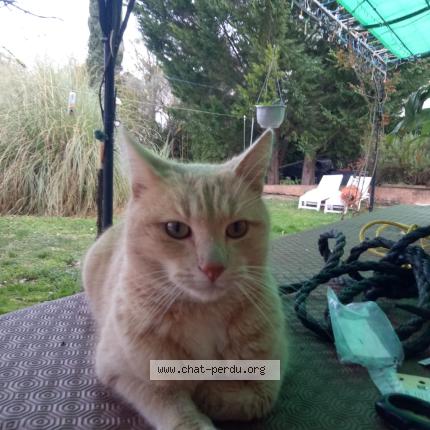 Photo 1/1 Chat trouvé Trouvé à Flassans sur issole