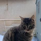 Photo de chat perdu à Leves