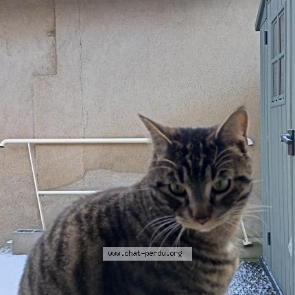 Photo 1/1 Ike Chat perdu à Leves