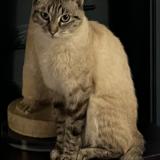 Photo de chat perdu à Ixelles