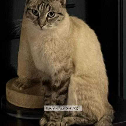 Photo 1/1 Roxy Chat perdu à Ixelles