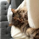 Photo de chat perdu à Houston